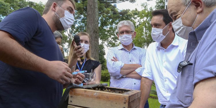 Governo lança projeto para introduzir colmeias de abelhas nativas sem ferrão em parques