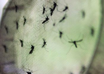 Fiocruz indica pontos de atenção de dengue na Região Sul