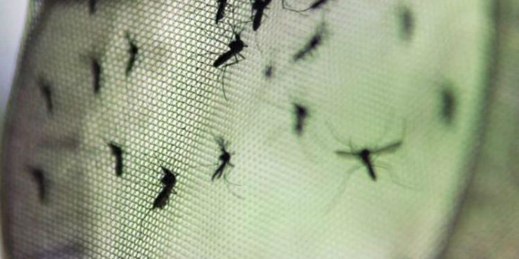 Fiocruz indica pontos de atenção de dengue na Região Sul