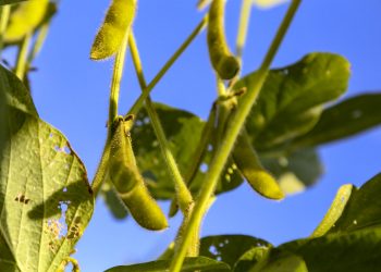 Estado pede ao governo federal mais ações para produtores prejudicados pela crise hídrica