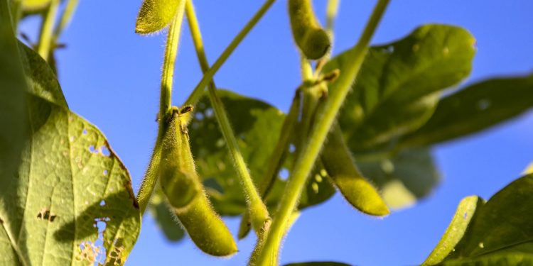 Estado pede ao governo federal mais ações para produtores prejudicados pela crise hídrica