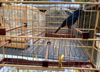 IAT e Polícia Ambiental resgatam 60 aves nativas em Pato Branco, no Sudoeste