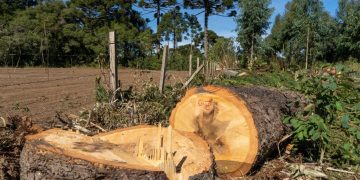 IAT autoriza que empresa corte 600 árvores, sendo 172 araucárias; ação causou revolta em moradores e ambientalistas