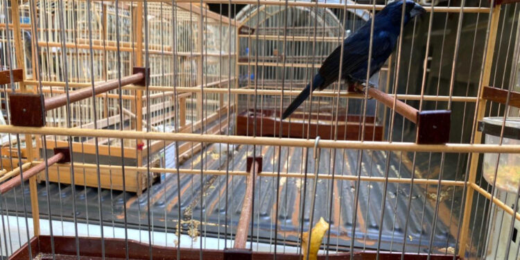 IAT e Polícia Ambiental resgatam 60 aves nativas em Pato Branco, no Sudoeste