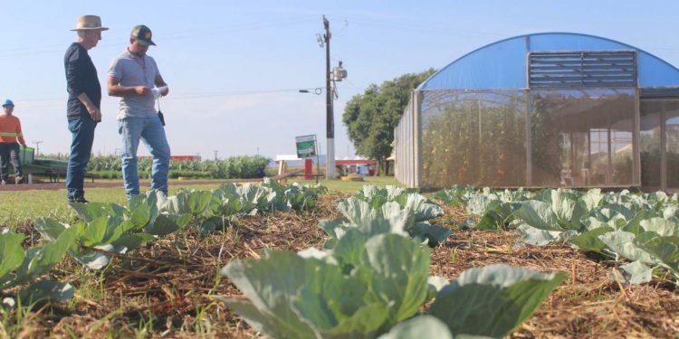 IDR-Paraná terá maior área e mais de 100 profissionais no Show Rural 2022, em Cascavel