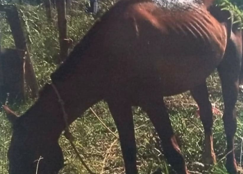 Maus tratos contra animal