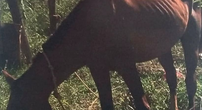 Maus tratos contra animal