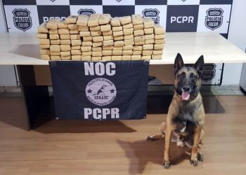 Ações com cães da Polícia Civil apreenderam 7,8 toneladas de drogas em 2021