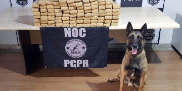 Ações com cães da Polícia Civil apreenderam 7,8 toneladas de drogas em 2021