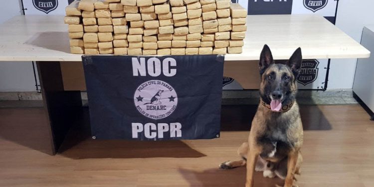 Ações com cães da Polícia Civil apreenderam 7,8 toneladas de drogas em 2021