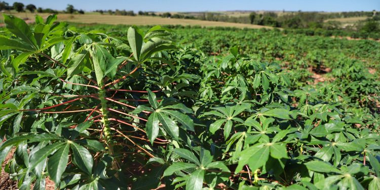 Estado divulga Prognóstico Agropecuário com perspectivas sobre sete culturas
