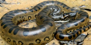 Idoso é salvo de ser engolido por sucuri com serrote no Pará