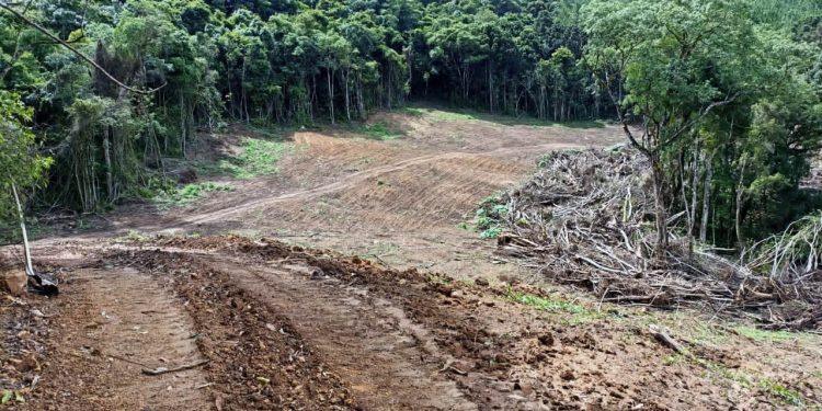 Multa por crimes ambientais na Lapa