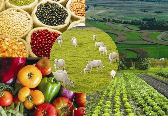 Agronegócio representa 60% das contratações do BRDE no Paraná