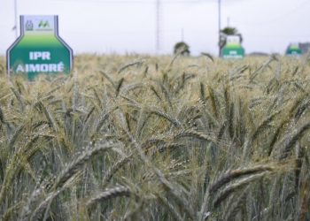 MINISTÉRIO DA AGRICULTURA CONFIRMA: GUARAPUAVA ESTÁ ENTRE OS 100 MUNICÍPIOS MAIS RICOS DO AGRONEGÓCIO DO BRASIL