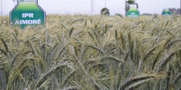 MINISTÉRIO DA AGRICULTURA CONFIRMA: GUARAPUAVA ESTÁ ENTRE OS 100 MUNICÍPIOS MAIS RICOS DO AGRONEGÓCIO DO BRASIL