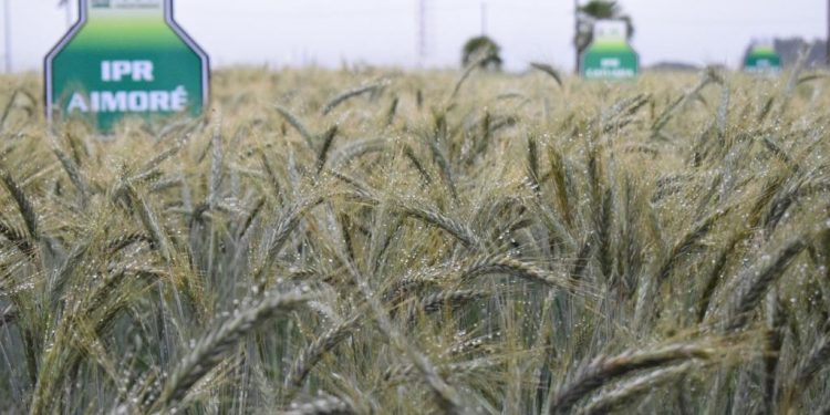 MINISTÉRIO DA AGRICULTURA CONFIRMA: GUARAPUAVA ESTÁ ENTRE OS 100 MUNICÍPIOS MAIS RICOS DO AGRONEGÓCIO DO BRASIL