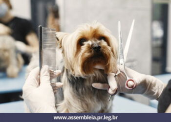 Lei garante ao cliente o direito de acompanhar banho e tosa