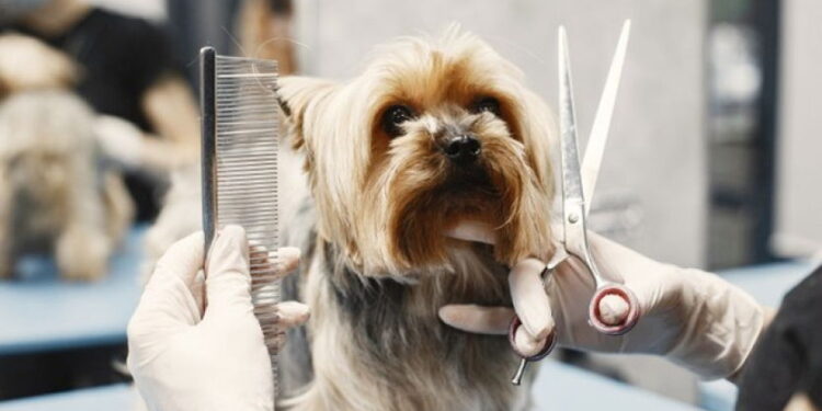 Lei garante ao cliente o direito de acompanhar banho e tosa