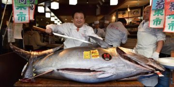 Atum fresco é leiloado por R$ 850 mil no Japão