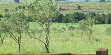 Agricultor investe em plantio incomum de oliveiras em distrito de São Luiz do Purumã