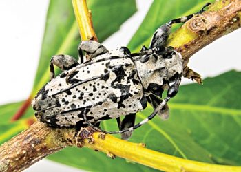Fevereiro é época de controle da broca-da-erva-mate (besouro corintiano)
