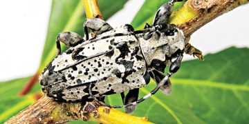 Fevereiro é época de controle da broca-da-erva-mate (besouro corintiano)