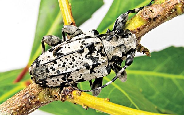 Fevereiro é época de controle da broca-da-erva-mate (besouro corintiano)