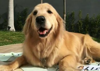 Cachorro encosta focinho em poste e morre eletrocutado, em Ponta Grossa
