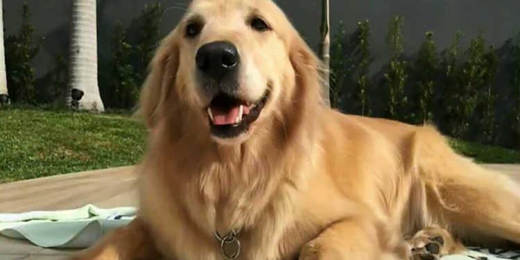 Cachorro encosta focinho em poste e morre eletrocutado, em Ponta Grossa