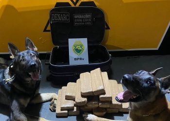 Cães de faro do Batalhão de Polícia Rodoviária auxiliam na apreensão de crack, maconha e cocaína durante abordagens no interior e litoral