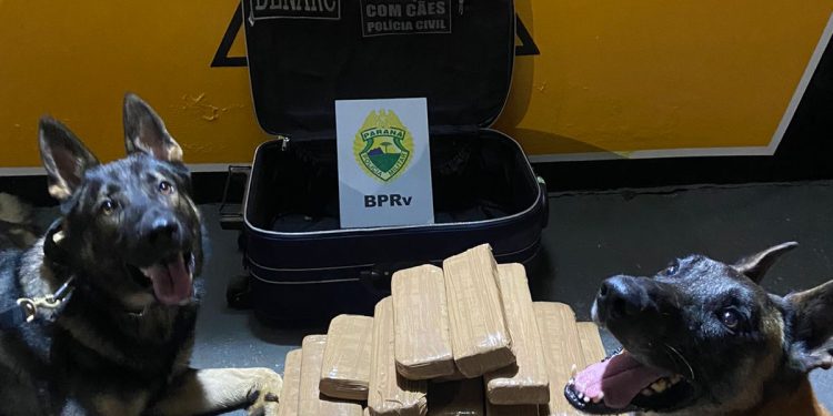 Cães de faro do Batalhão de Polícia Rodoviária auxiliam na apreensão de crack, maconha e cocaína durante abordagens no interior e litoral