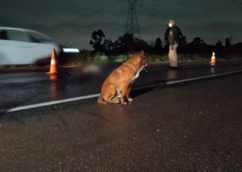 Cão fica ao lado de corpo da dona que morreu atropelada na Rodovia do Xisto