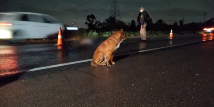 Cão fica ao lado de corpo da dona que morreu atropelada na Rodovia do Xisto