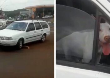 Sozinho no carro, cachorro desengata freio de mão e quase provoca acidente no Paraná