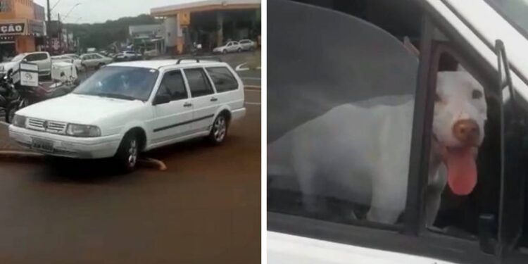 Sozinho no carro, cachorro desengata freio de mão e quase provoca acidente no Paraná