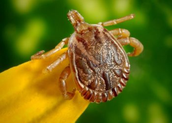 Cidade do interior do Paraná faz alerta sobre doenças causadas por carrapatos