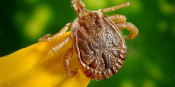 Cidade do interior do Paraná faz alerta sobre doenças causadas por carrapatos