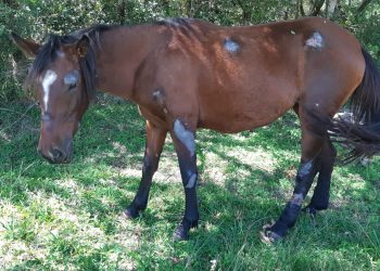 Cavalos abandonados recebem tratamento e cuidados adequados enquanto esperam adoção
