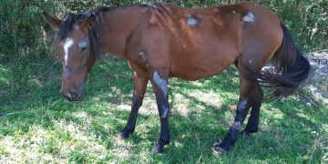 Cavalos abandonados recebem tratamento e cuidados adequados enquanto esperam adoção