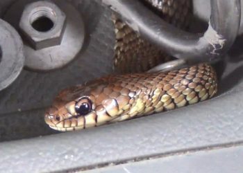 FOTOS: motorista interrompe viagem ao flagrar cobra escondida no carro