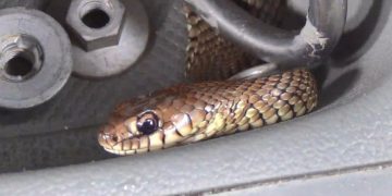 FOTOS: motorista interrompe viagem ao flagrar cobra escondida no carro