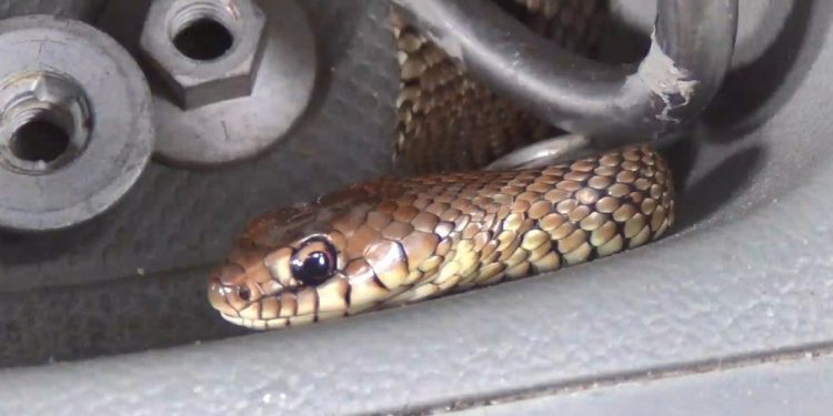 FOTOS: motorista interrompe viagem ao flagrar cobra escondida no carro