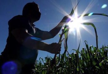 Especialistas analisam 2021 do agronegócio paranaense e fazem projeção para início de 2022