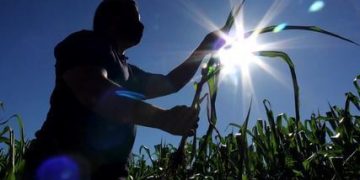 Especialistas analisam 2021 do agronegócio paranaense e fazem projeção para início de 2022