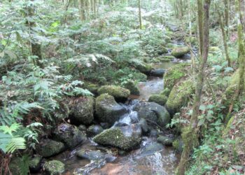 Com 315 Reservas Particulares do Patrimônio Natural, Paraná é referência em conservação