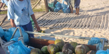 Sanepar coleta coco verde nas praias e envia cascas a projeto ambiental sustentável