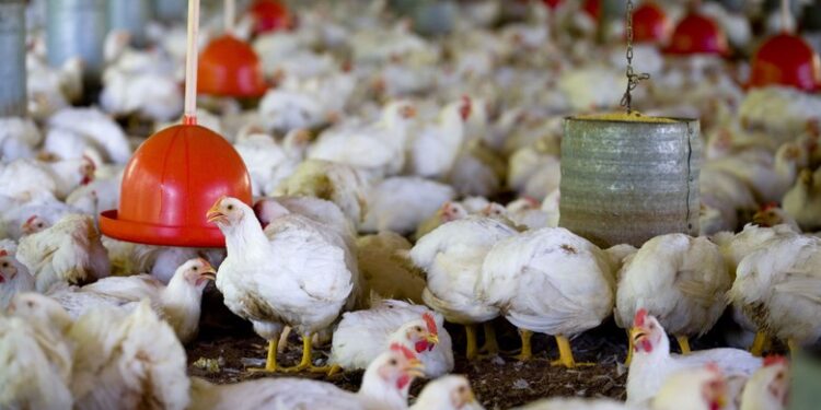 Milhares de frangos morrem em granja no Paraná após falta de luz