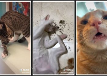 Era o que faltava. ‘Maconha’ do gato, Catnip ajuda a aliviar estresse e é usada até por bichinhos no cinema