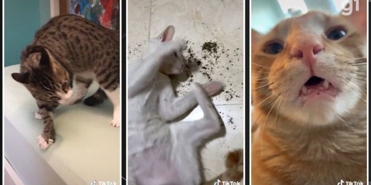 Era o que faltava. ‘Maconha’ do gato, Catnip ajuda a aliviar estresse e é usada até por bichinhos no cinema